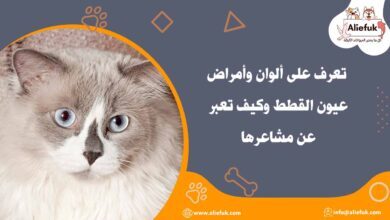 لغة عيون القطط