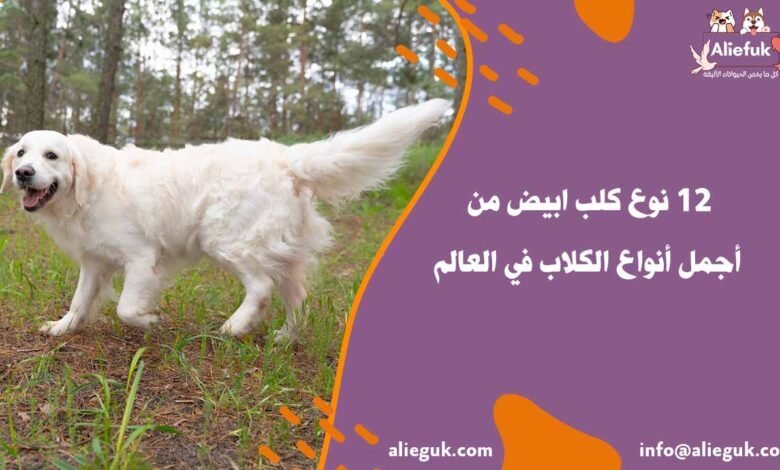 12 نوع كلب ابيض من أجمل أنواع الكلاب في العالم - موقع أليفك نوع كلب ابيض