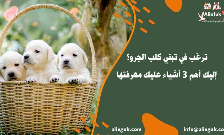 تبني كلب الجرو