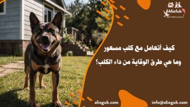 أعراض كلب مسعور