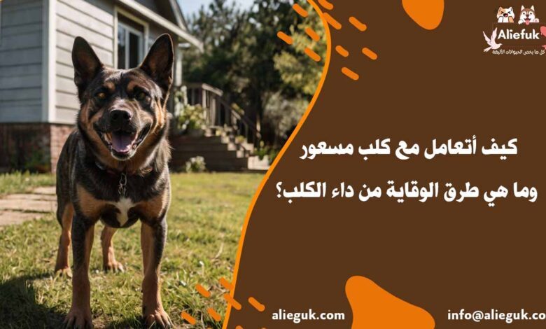 أعراض كلب مسعور