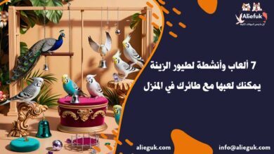 أنواع ألعاب وأنشطة لطيور الزينة