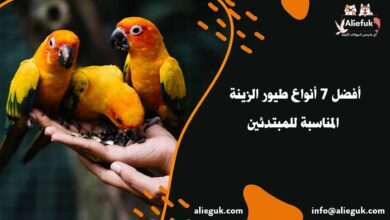 أنواع طيور الزينة