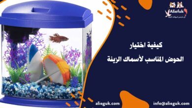 اختيار الحوض المناسب لأسماك الزينة
