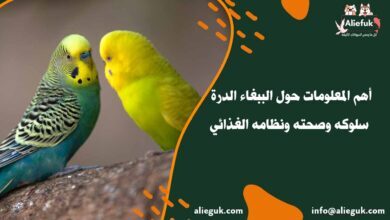 مواصفات الببغاء الدرة