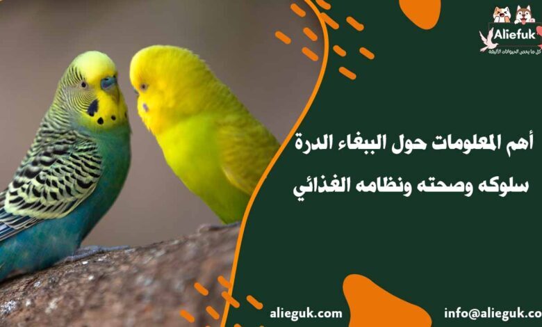 أهم المعلومات حول الببغاء الدرة سلوكه وصحته ونظامه الغذائي - موقع أليفك مواصفات الببغاء الدرة