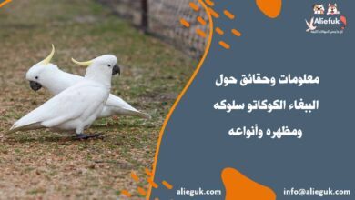 معلومات وحقائق حول الببغاء الكوكاتو سلوكه ومظهره وأنواعه - موقع أليفك طعام الببغاء الكوكاتو