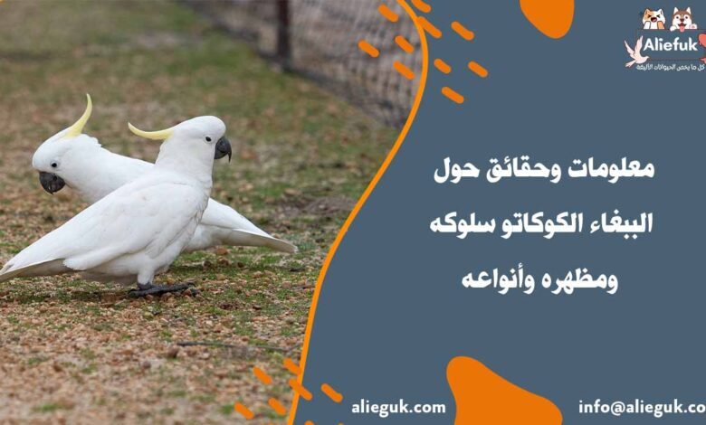 طعام الببغاء الكوكاتو