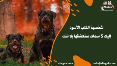 شخصية الكلب الأسود: إليك 5 سمات ستعشقها بلا شك - موقع أليفك شخصية الكلب الأسود