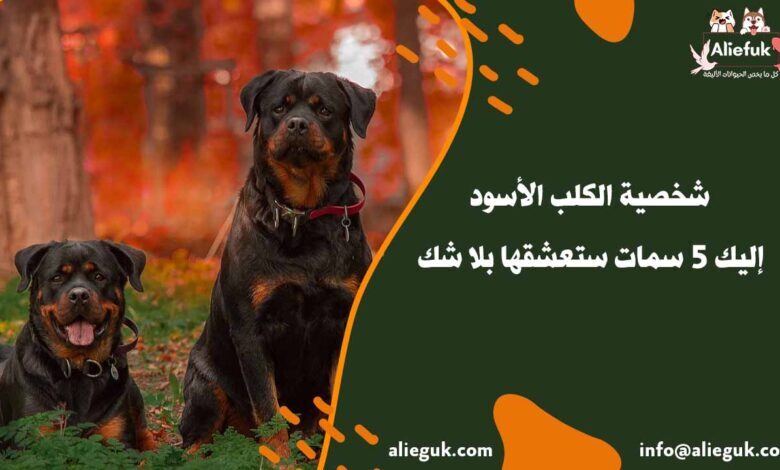 شخصية الكلب الأسود