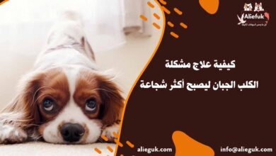 كيفية علاج مشكلة الكلب الجبان ليصبح أكثر شجاعة - موقع أليفك علاج مشكلة الكلب الجبان
