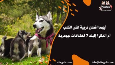 أيهما أفضل تربية انثى الكلب أم الذكر؟ إليك 7 اختلافات جوهرية - موقع أليفك صفات انثى الكلب