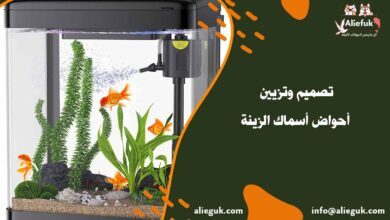 تزيين أحواض أسماك الزينة