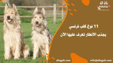 11 نوع كلب فرنسي يجذب الأنظار تعرف عليها الآن - موقع أليفك أنواع كلب فرنسي
