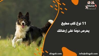 11 نوع كلب مطيع يحرص دومًا على إرضائك - موقع أليفك مواصفات كلب مطيع