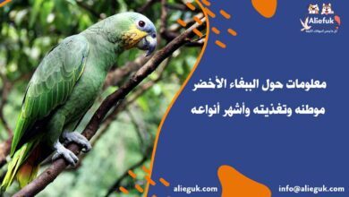 تدريب الببغاء الأخضر