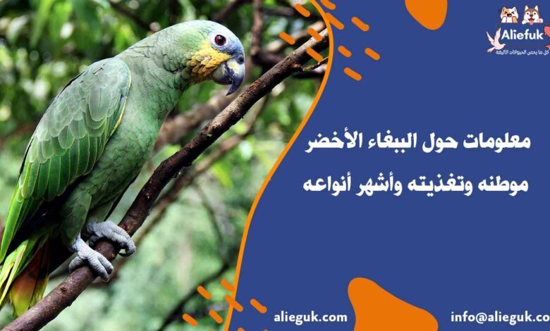 تدريب الببغاء الأخضر