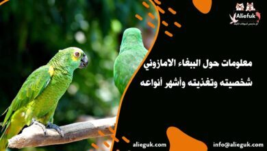 مواصفات الببغاء الامازوني