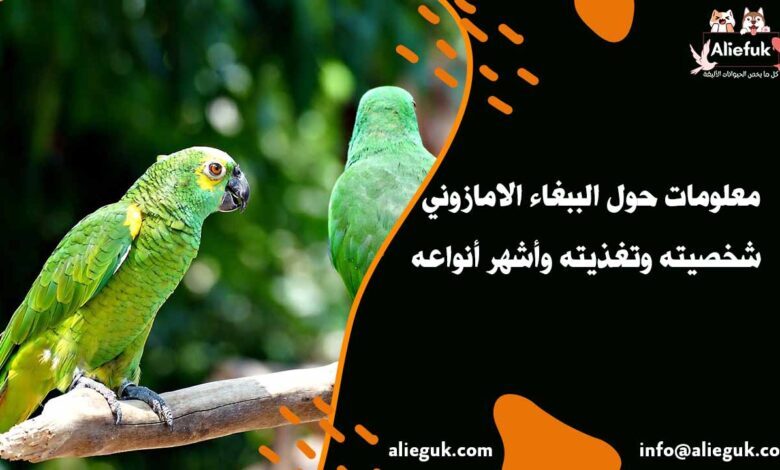 مواصفات الببغاء الامازوني