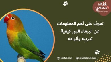 مواصفات الببغاء الروز