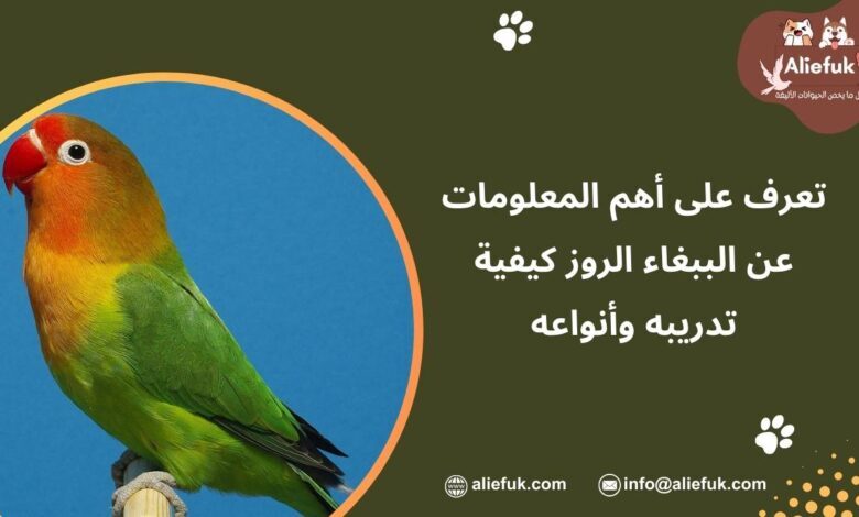 مواصفات الببغاء الروز