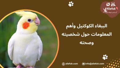مواصفات الببغاء الكوكتيل