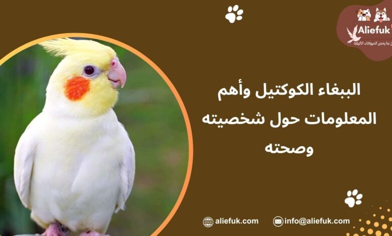 مواصفات الببغاء الكوكتيل