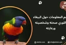 مواصفات الببغاء اللوري