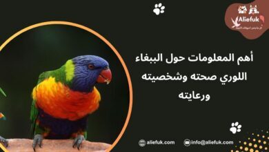 مواصفات الببغاء اللوري