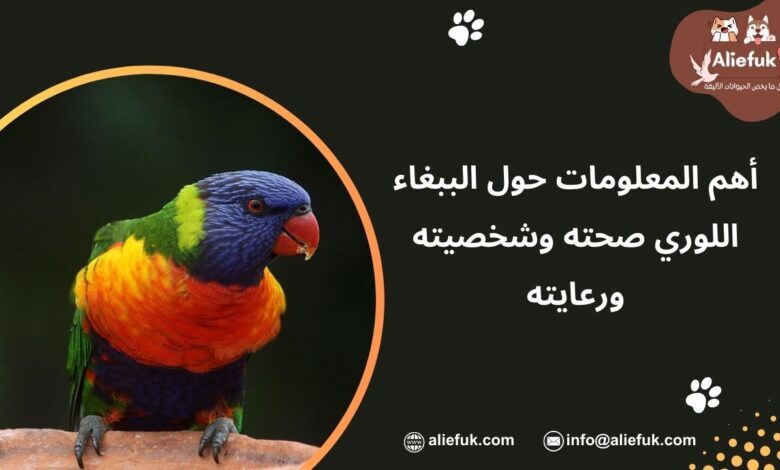 مواصفات الببغاء اللوري