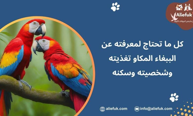 مواصفات الببغاء المكاو