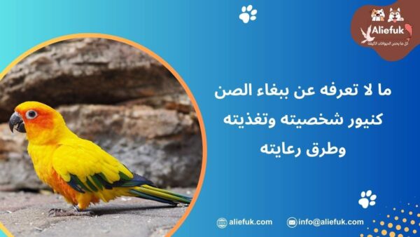 مواصفات ببغاء الصن كنيور