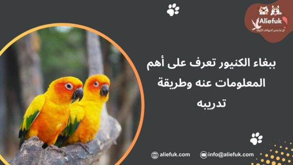 مواصفات ببغاء الكنيور