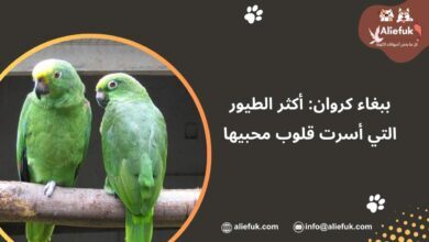 مواصفات ببغاء كروان
