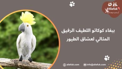 ببغاء كوكاتو اللطيف الرفيق المثالي لعشاق الطيور - موقع أليفك مواصفات ببغاء كوكاتو اللطيف