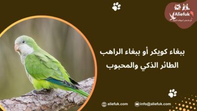 ببغاء كويكر أو ببغاء الراهب الطائر الذكي والمحبوب - موقع أليفك ما هي صفات ببغاء كويكر