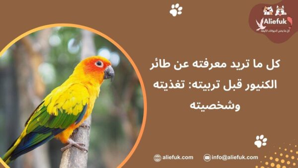 مواصفات ببغاء طائر الكنيور