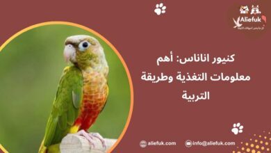 ببغاء كنيور اناناس