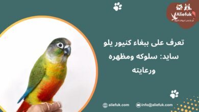 ببغاء كنيور يلو سايد
