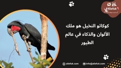 ببغاء كوكاتو النخيل
