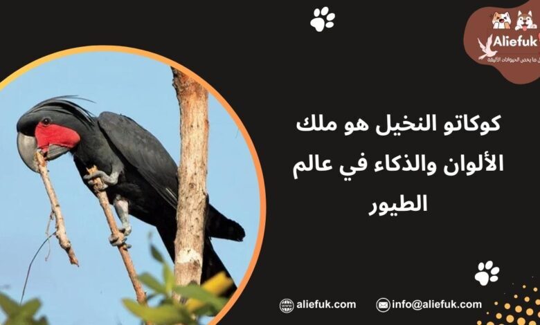 ببغاء كوكاتو النخيل