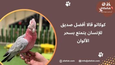 كوكاتو قالا أفضل صديق للإنسان يتمتع بسحر الألوان - موقع أليفك ببغاء كوكاتو قالا