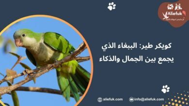 مميزات ببغاء كويكر طير