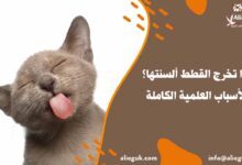 لماذا تخرج القطط ألسنتها