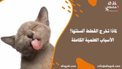 لماذا تخرج القطط ألسنتها