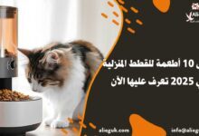 أطعمة للقطط المنزلية