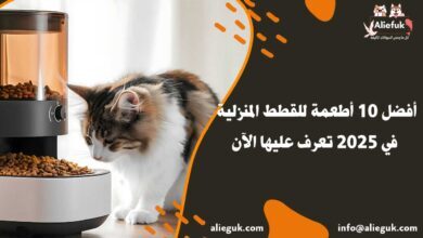 أطعمة للقطط المنزلية