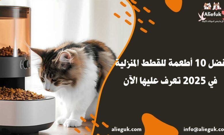 أفضل 10 أطعمة للقطط المنزلية في 2025 تعرف عليها الآن - موقع أليفك أطعمة للقطط المنزلية