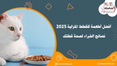 أفضل أطعمة للقطط المنزلية 2025