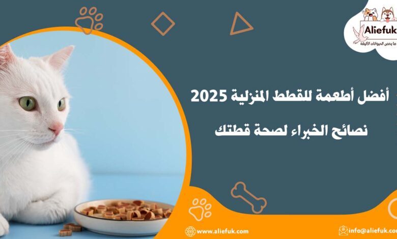أفضل أطعمة للقطط المنزلية 2025